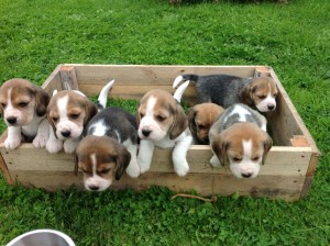 Beagle Mania Beagle Pup Collection