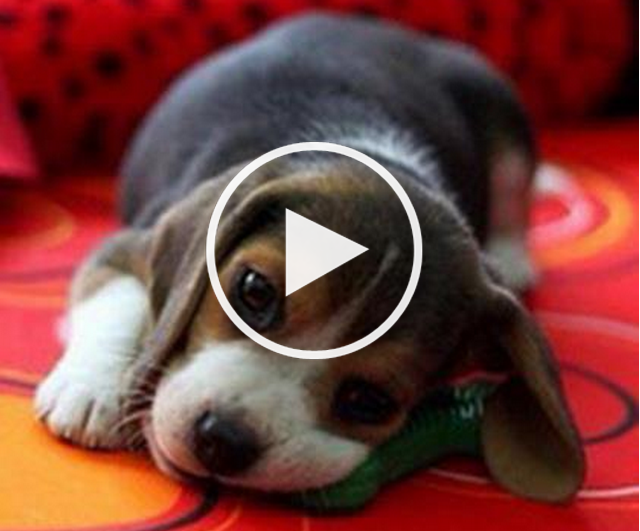 newborn baby beagles