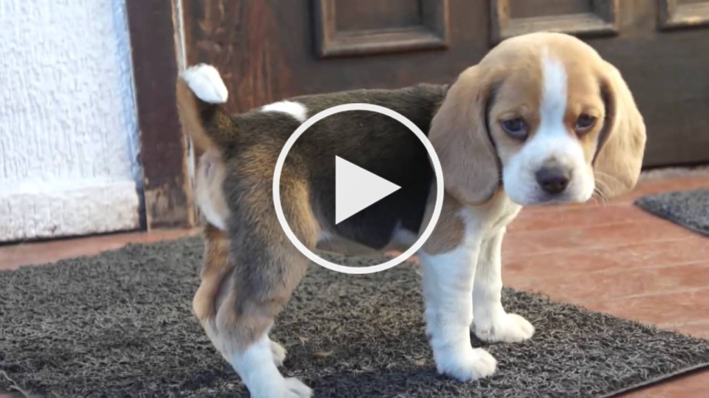 baby beagle