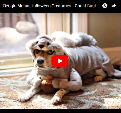 Everything beagle halloween costume